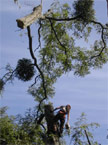 The treetop section is lifted away from the climber by the huge crane
