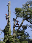 Two operatives work on different branches, a few metres apart both dismantling their respective sides