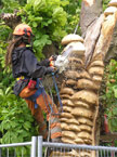 Detail being applied to the front upper face fo the tree