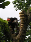 Detail being applied to the top of the tree