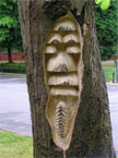 Some fungus and a Woodlouse in the back of the tree