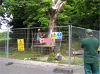 The artist, in a cage, carves out the sculpture