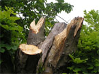 The coronet cut top of the tree, without any carving