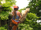 The coronet cutting is finished before the other work is completed on the top of the tree
