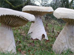 Three mushrooms sat in a wooded field