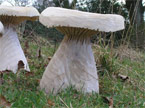 Two mushrooms closeup