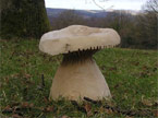 Two mushrooms next to a tree, overlooking the green valleys