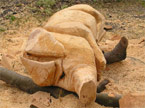 The finsihed piggy, lying on its side, obviously needing a rest after the kind of day it has had