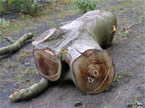 The tree trunk with a chalk drawn plan of action, ready for the master to carve out the pig