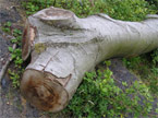 The untouched tree trunk from which the pig will be produced