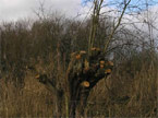 Closeup of a tree during pollarding work