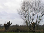 Photo of three tree stumps in the foreground with the woodpiles next to them, and two healthy young trees in the background