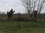 Three tree stumps having had pollarding work completed upon them, each with a neat pile of the braches removed from them stacked