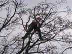 The workman right up the top of a tree pruning smaller branches from a large tree