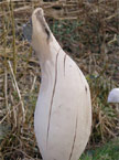 Roughed out slender vase, unfinished with a background of hay