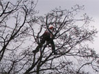 A climber up in the very top of a tree, balanced on some very small branches undertaking pruning