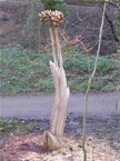 The star sedge carving sitting amongst a sparce forest