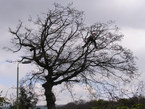 Tree Surgery